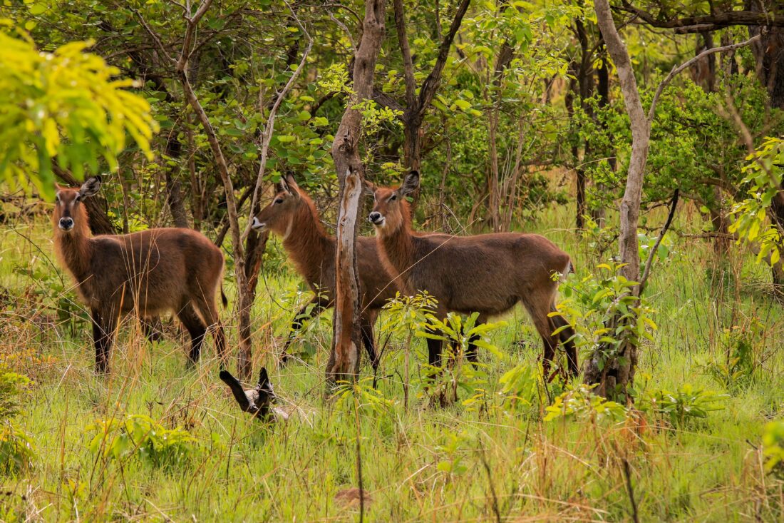 wildlife viewing at Mole National Park shutterstock 2185129093 | Best Time to Visit Ghana (Month-by-Month + Travel Tips)