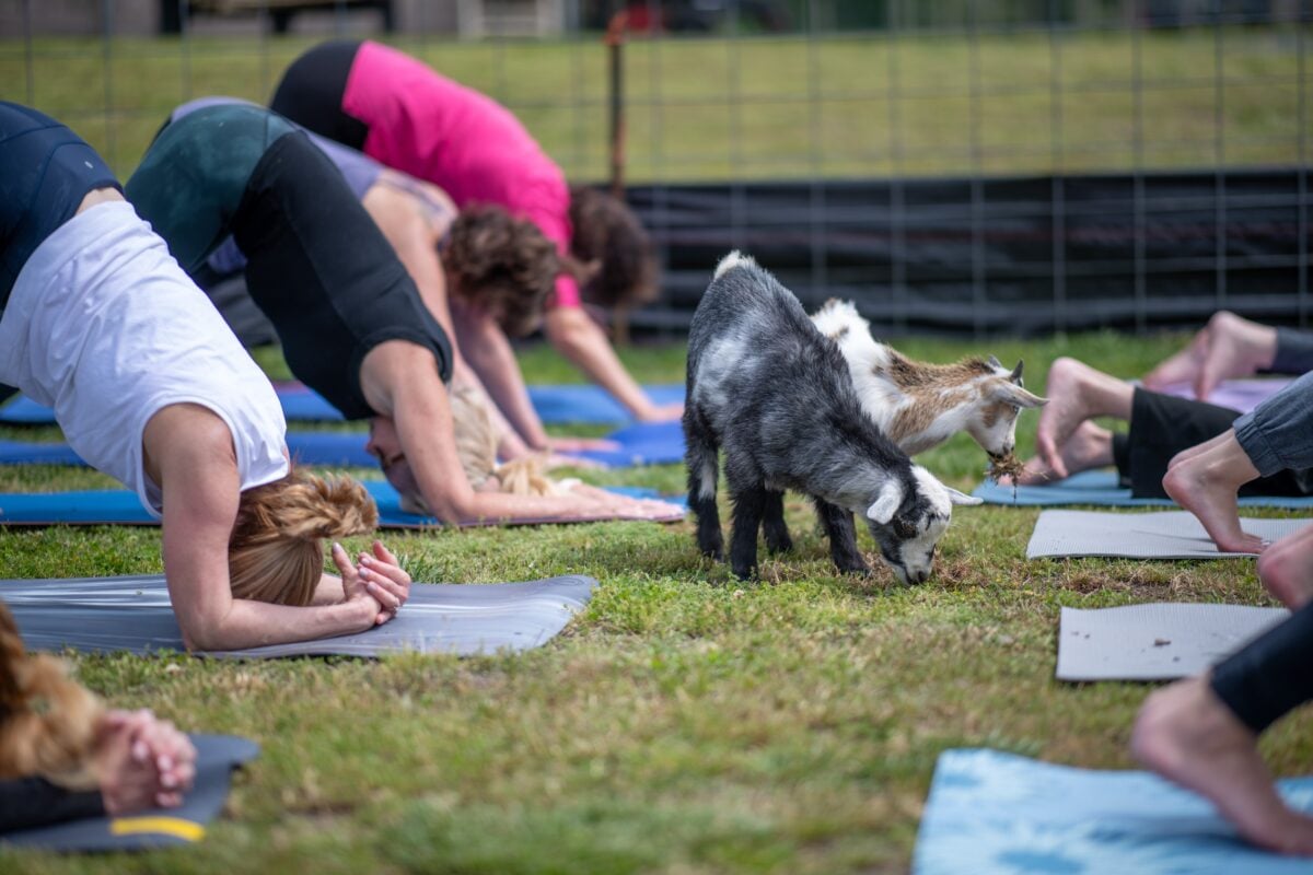 Baby Goat Yoga shutterstock 2364348743 | From Art Festivals to Train Rides, Golden, Colorado Is Buzzing This Summer