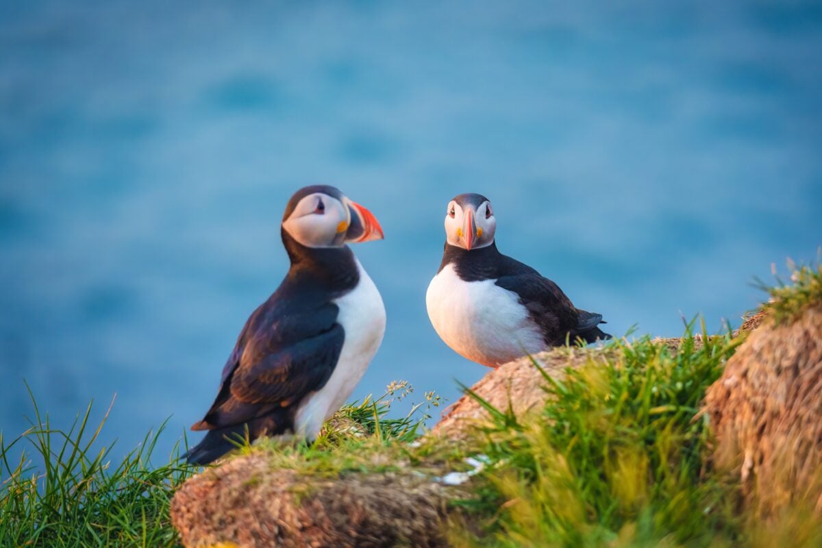 Look for Puffins and Seabirds shutterstock 2323031233 | Things to Do in Skaw, Shetland’s Wild Northernmost Settlement