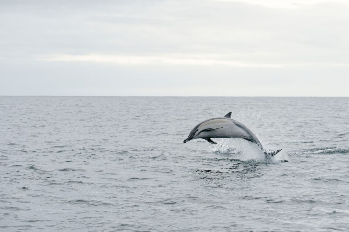 Where to go dolphin watching in Scotland shutterstock 2541991043 | Dolphin Watching Scotland: Where to Go, When to Visit, and How to Do It Well
