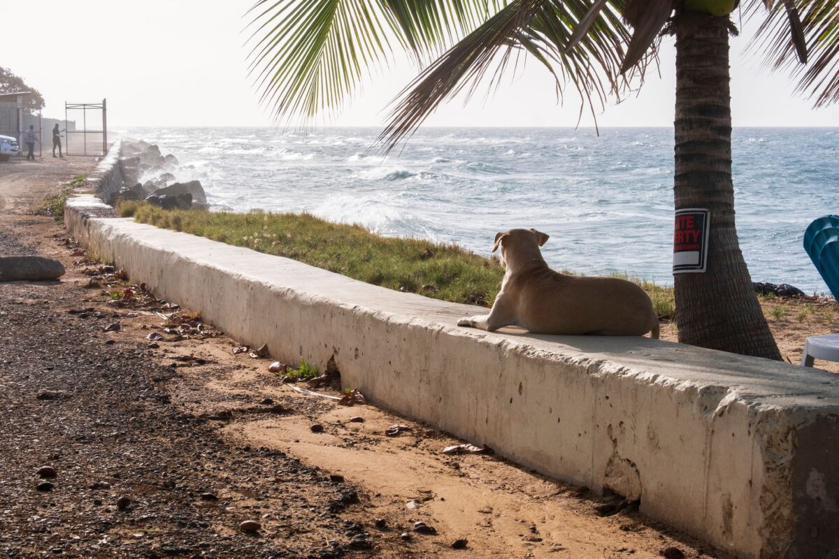 A dog lounging under a palm tree on a coastal pathway in Montego Bay, Jamaica.
