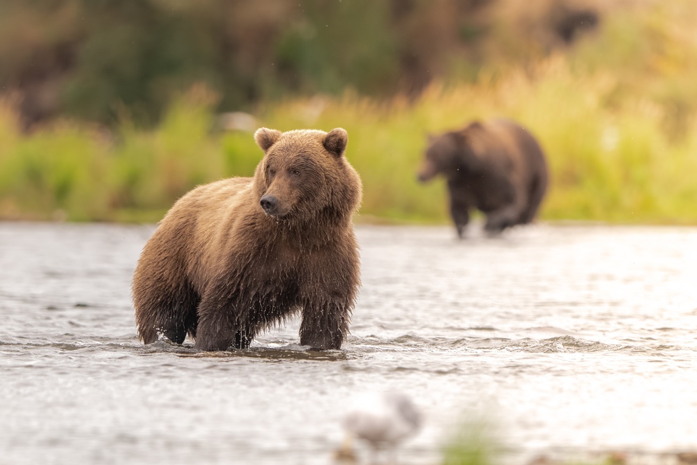 2747112937 An Alaskan brown bear running in Brooks River not far from Brooks Falls searching for salmon in September in Katmai National Park, Alaska