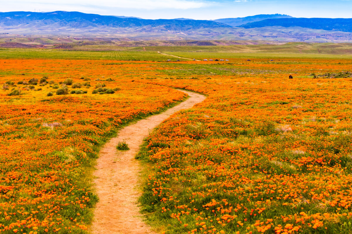 Antelope Valley California Poppy Reserve shutterstock 1350668609 | These U.S. Flower Bloom Spots Make Regular Spring Trips Look Lazy