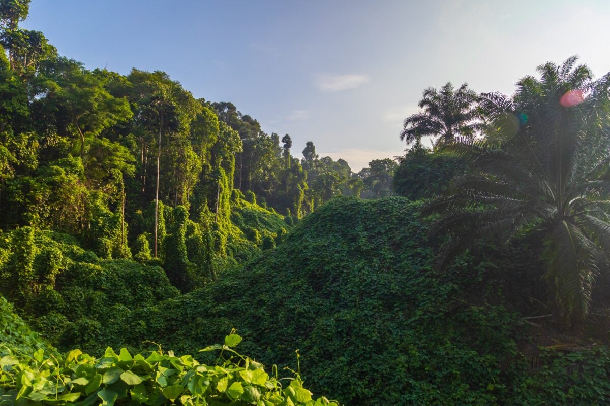 Borneo Lowland Rainforest shutterstock 2294724051 | Forests So Old They Make Your Family Tree Look Brand New