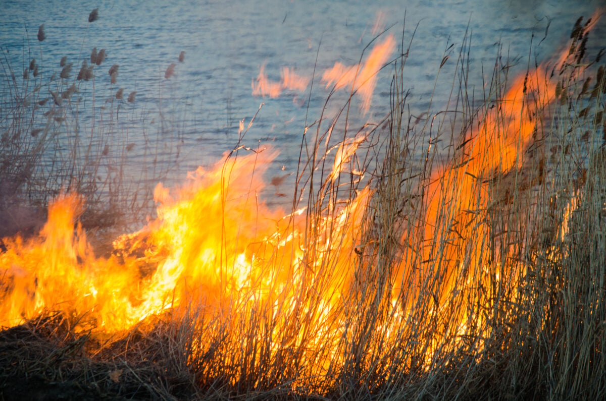 Cairngorms Wildfire Eases shutterstock 625900676 | Two Scots Abroad Cairngorms Wildfire Eases shutterstock 625900676 | Cairngorms Wildfire Eases, But Glenmore And Loch Morlich Stay Closed