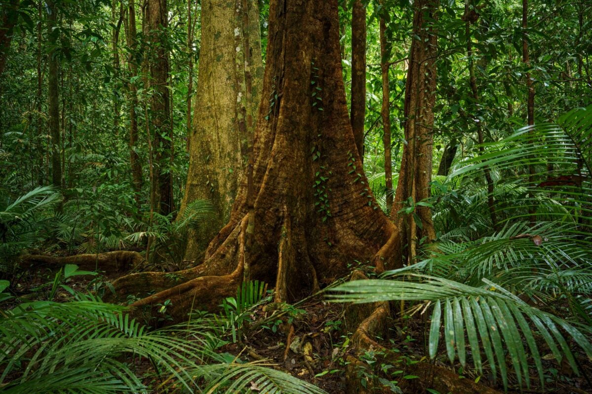 Daintree Rainforest Queensland Australia shutterstock 2364317985 | Forests So Old They Make Your Family Tree Look Brand New