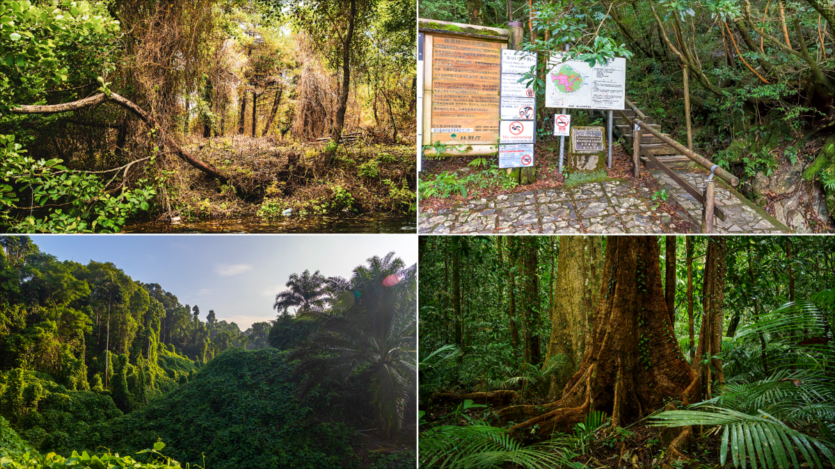 Forests So Old They Make Your Family Tree Look Brand New | Forests So Old They Make Your Family Tree Look Brand New