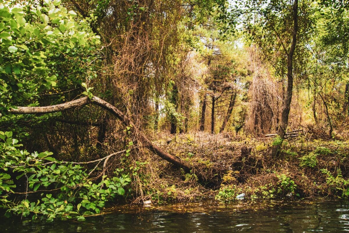 Hyrcanian Forests shutterstock 2281696853 | Forests So Old They Make Your Family Tree Look Brand New
