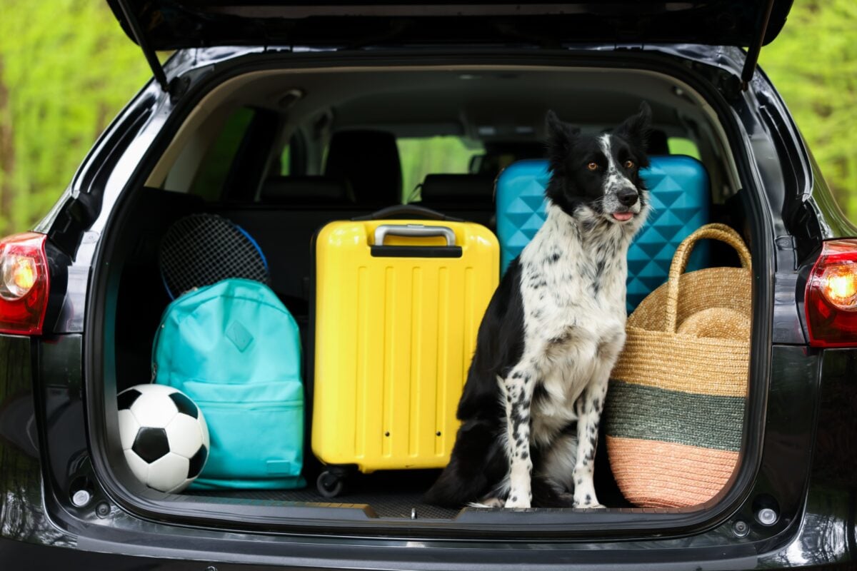 Pet logistics shutterstock 2787068013 | The Road Trip Mistakes That Can Turn Your Dream Vacation Into A Disaster