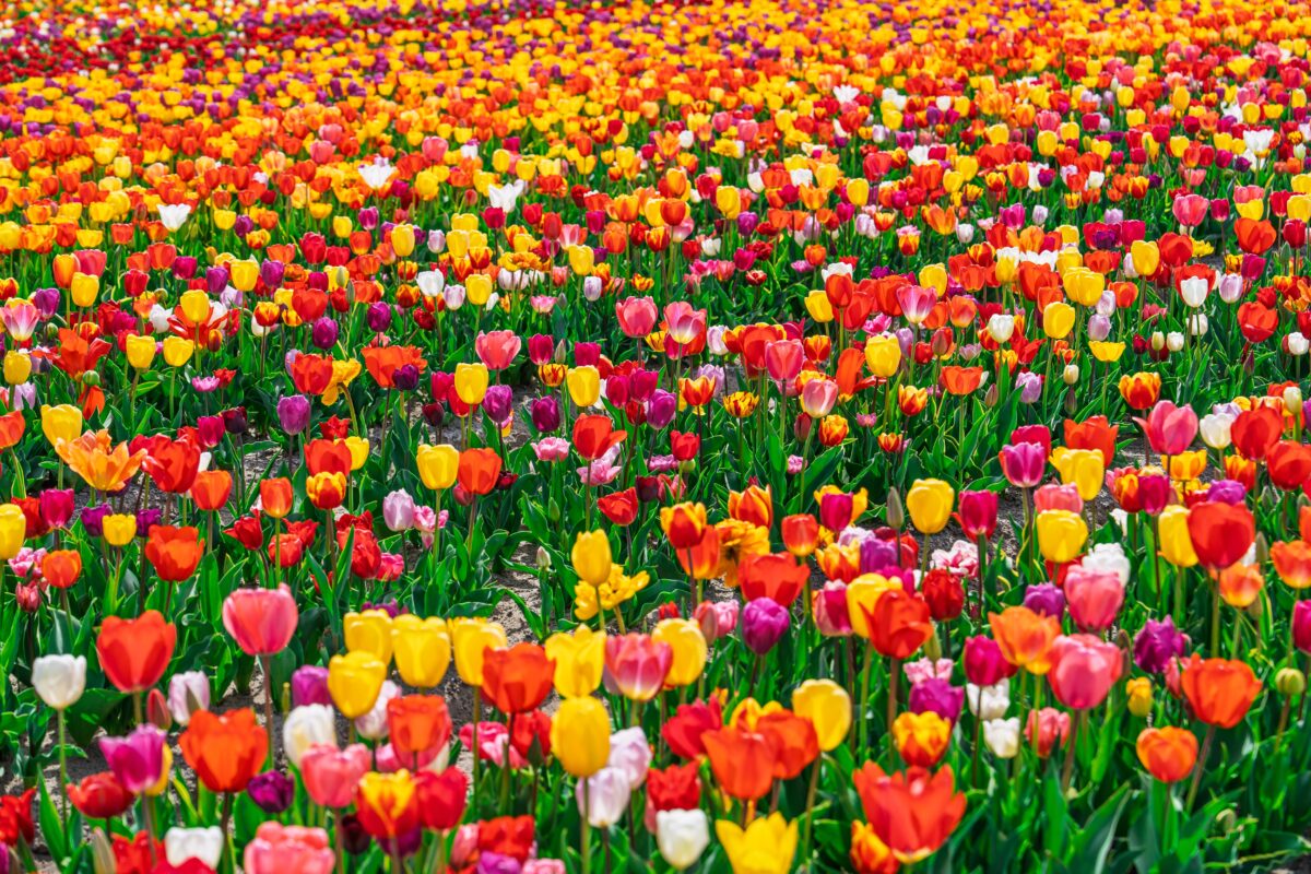 Skagit Valley Washington shutterstock 2777353195 | These U.S. Flower Bloom Spots Make Regular Spring Trips Look Lazy