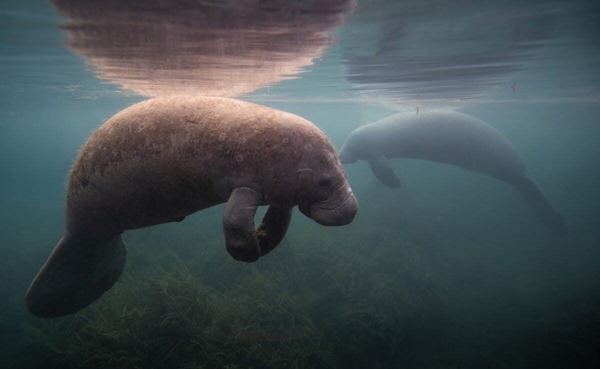 The Best Florida Shores To Spot Manatees From Land shutterstock 2118592811 | The Best Florida Shores To Spot Manatees From Land