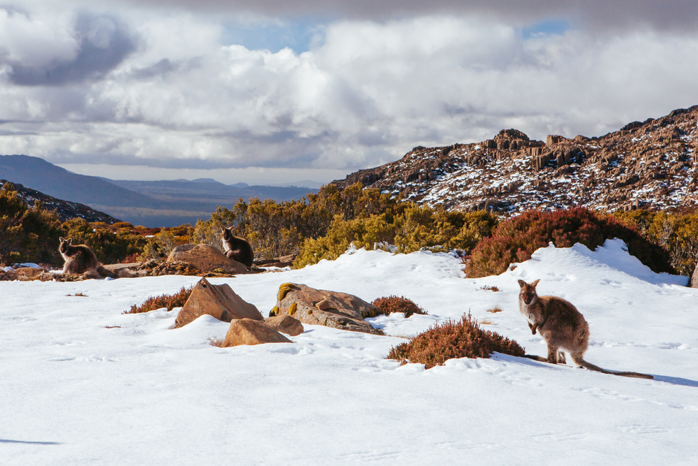 Winter Best for Snow Truffles Oysters and Dark Skies shutterstock 1815999107 1 | Two Scots Abroad Winter Best for Snow Truffles Oysters and Dark Skies shutterstock 1815999107 1 | Best Time to Visit Tasmania for Weather, Hiking and Festivals