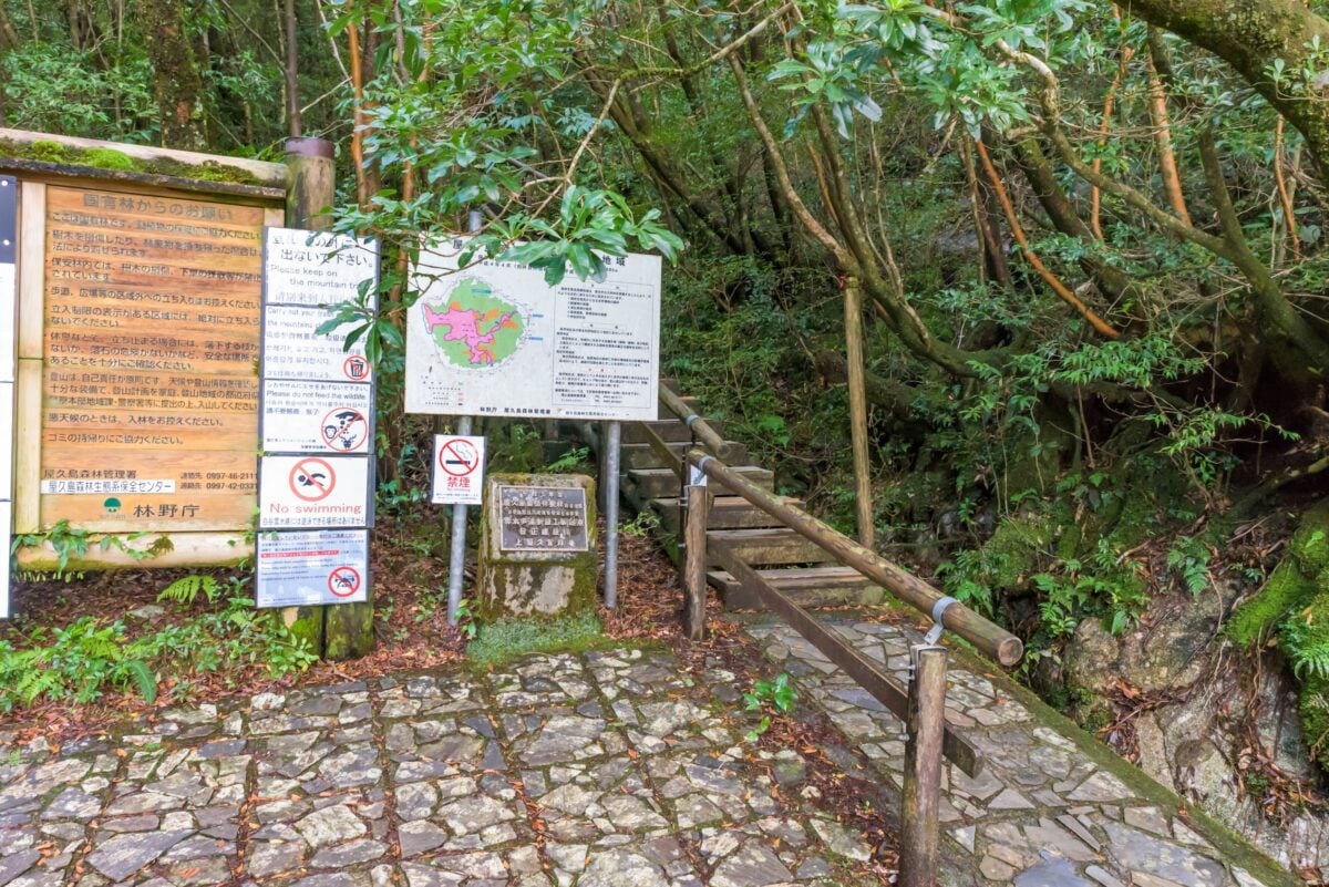 Yakushima Japan shutterstock 2258802961 | Forests So Old They Make Your Family Tree Look Brand New