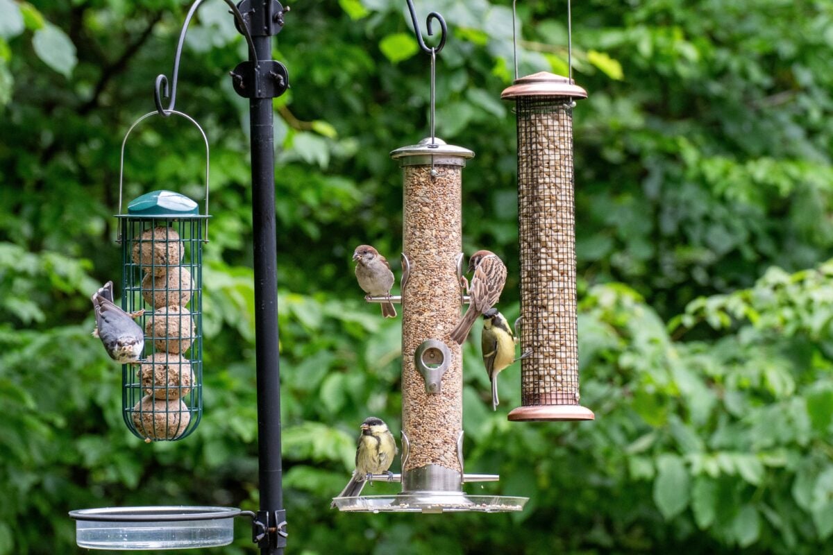 bird feeders shutterstock 2332055745 | Boston Nature Center Family Guide: Trails, Gardens and Nature Play