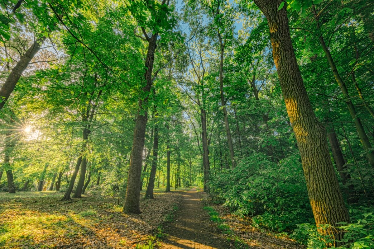 nature shutterstock 2458222501 | Boston Nature Center Family Guide: Trails, Gardens and Nature Play