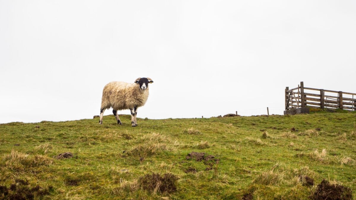 pexels 17137554 | Two Scots Abroad A single sheep stands on a grassy hillside in Portree, Scotland, showcasing pastoral rural beauty.