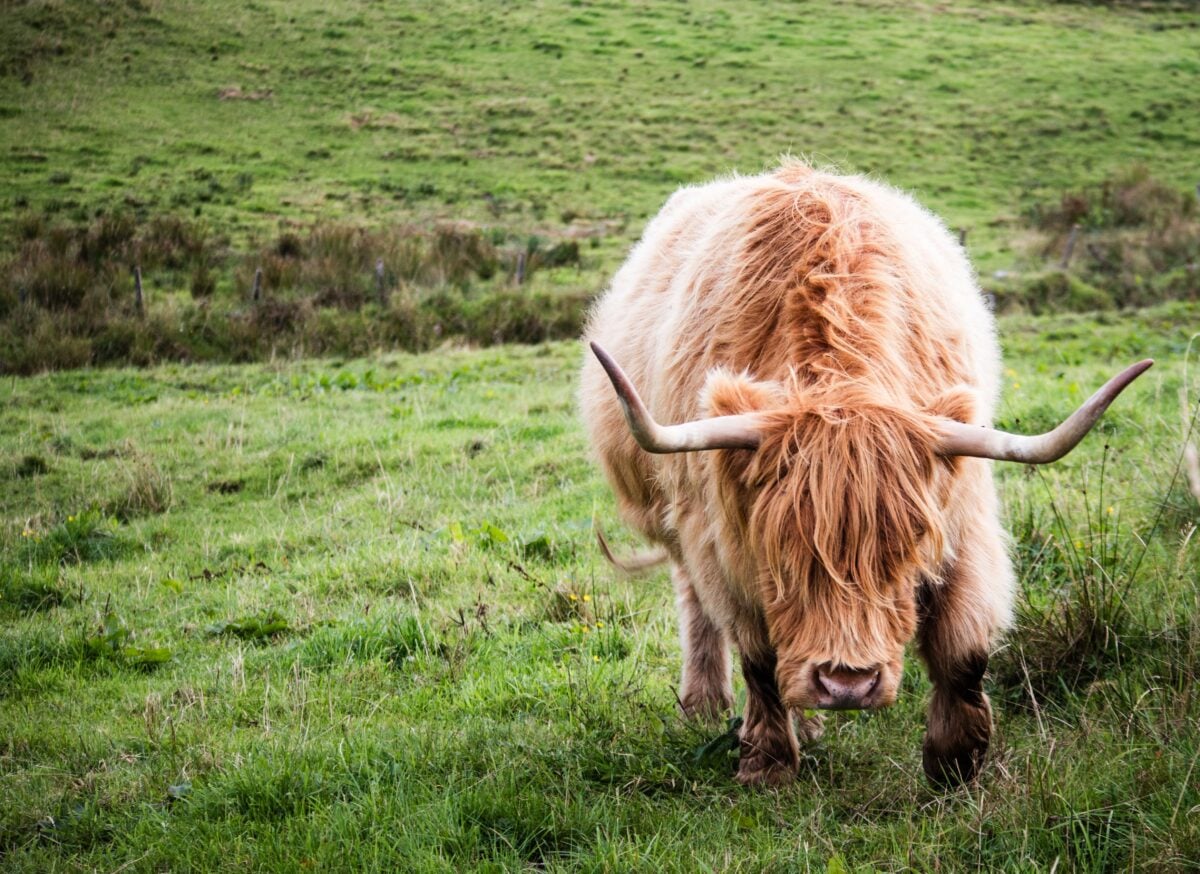 pexels 18843710 | Two Scots Abroad Front view of a Highland cattle grazing on a green pasture, showcasing its distinctive horns and lush fur.
