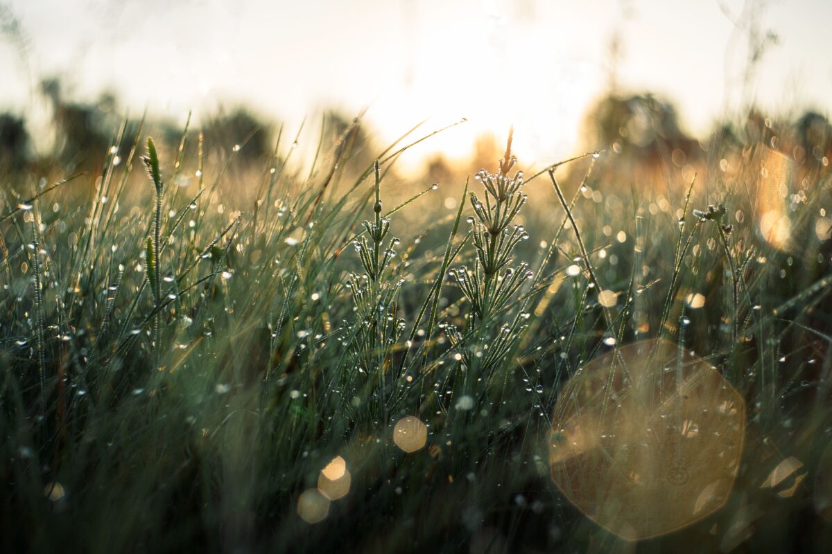 pexels 20646799 | Two Scots Abroad Beautiful shot of dew-covered grass in a field at sunrise, capturing the essence of nature's morning glow.
