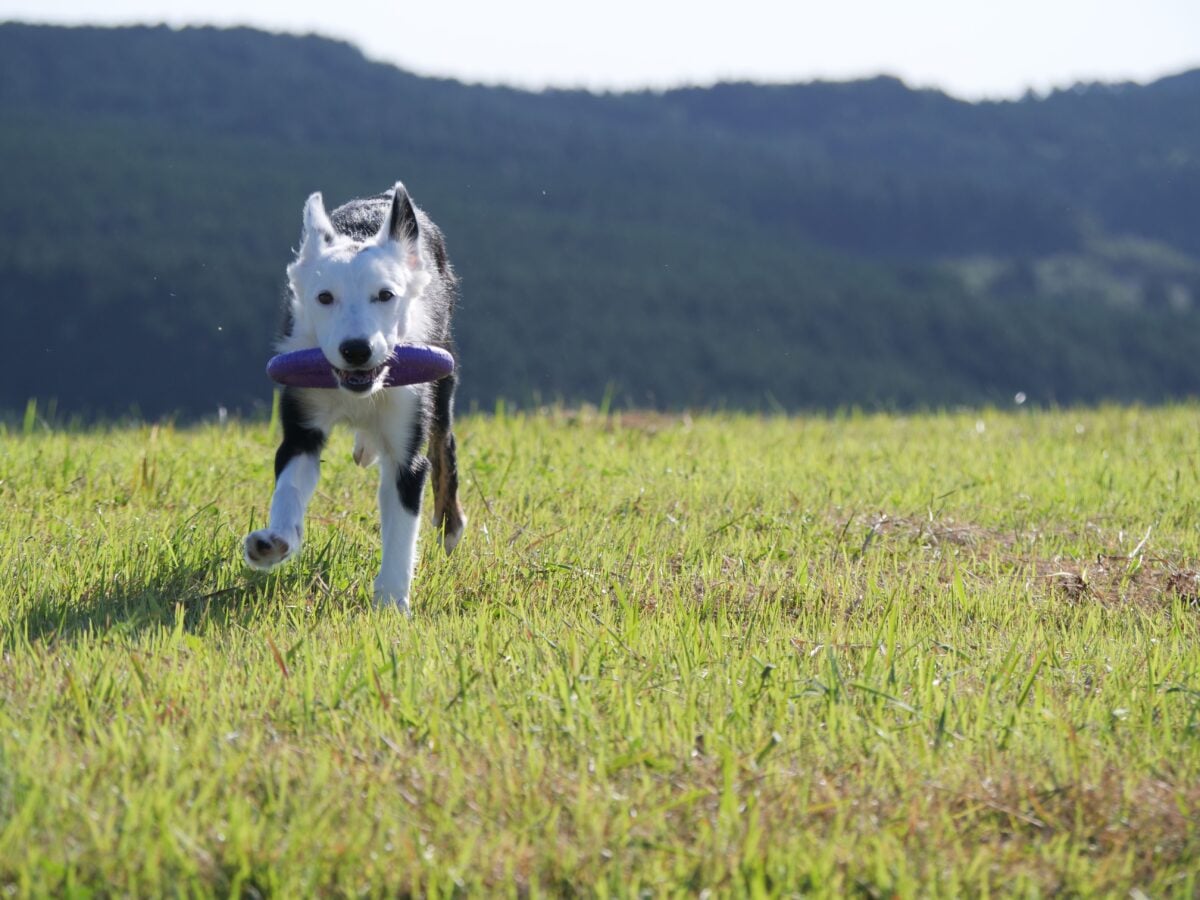 pexels 28175255 | Two Scots Abroad A young Border Collie playing fetch in a sunny rural field.