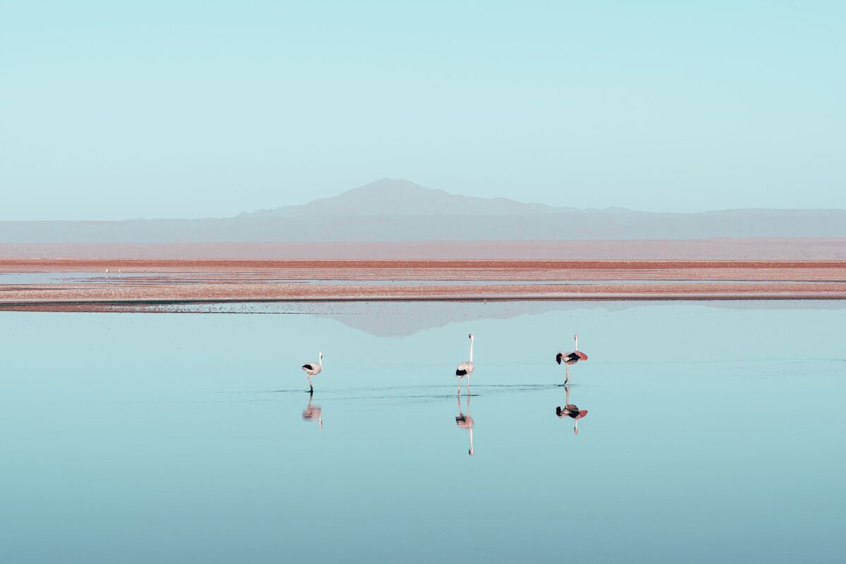 pexels 30560298 | Two Scots Abroad Flamingos gracefully wading in a serene lake, reflecting the Chilean landscape.