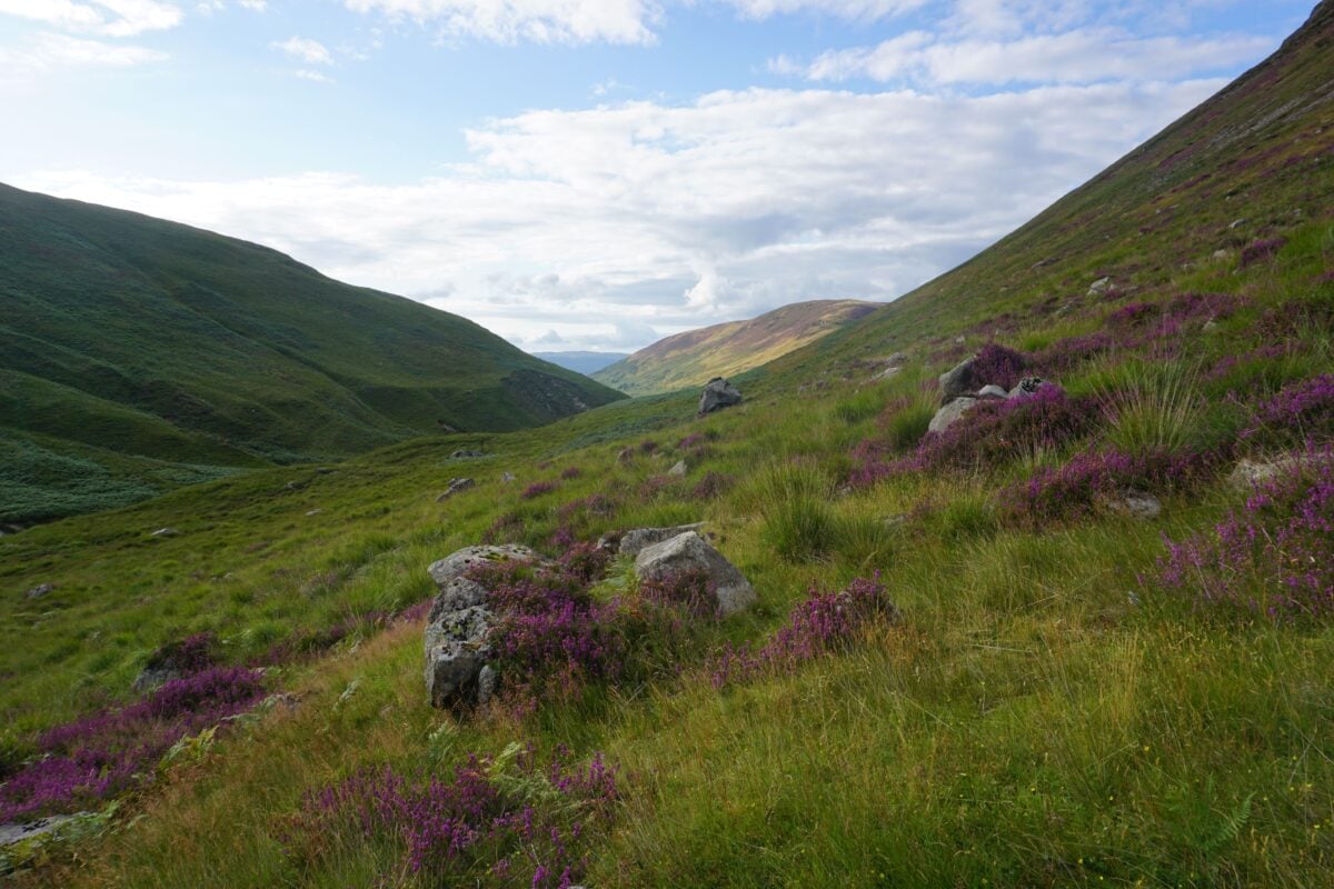 Beautiful heather-covered glen in Lochranza, surrounded by rolling hills and vibrant greenery.