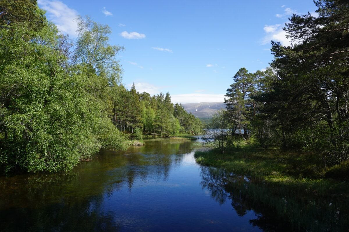 pexels 37969276 | Two Scots Abroad Tranquil forest river scene in the Cairngorms, showcasing natural beauty of Scotland.
