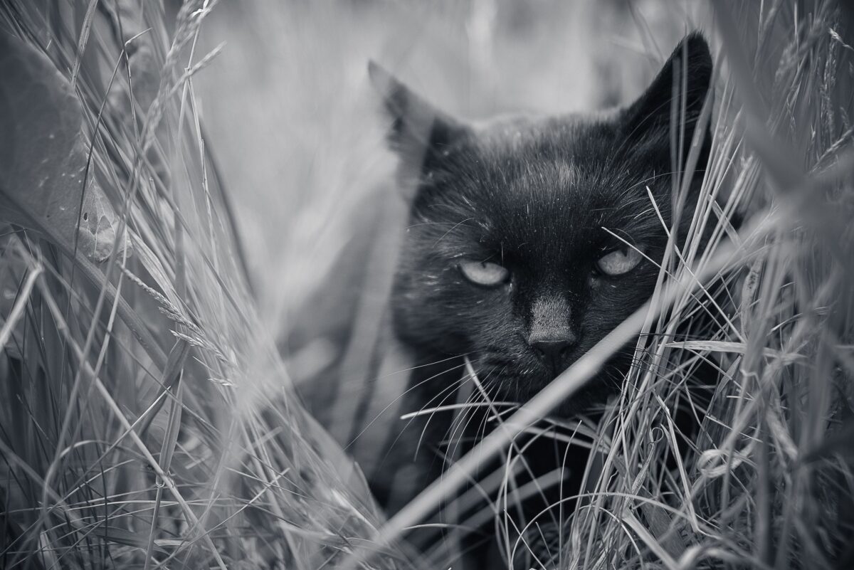 pexels 4278532 | Two Scots Abroad Black and white attentive dark cat sitting in tall grass looking at camera while hunting