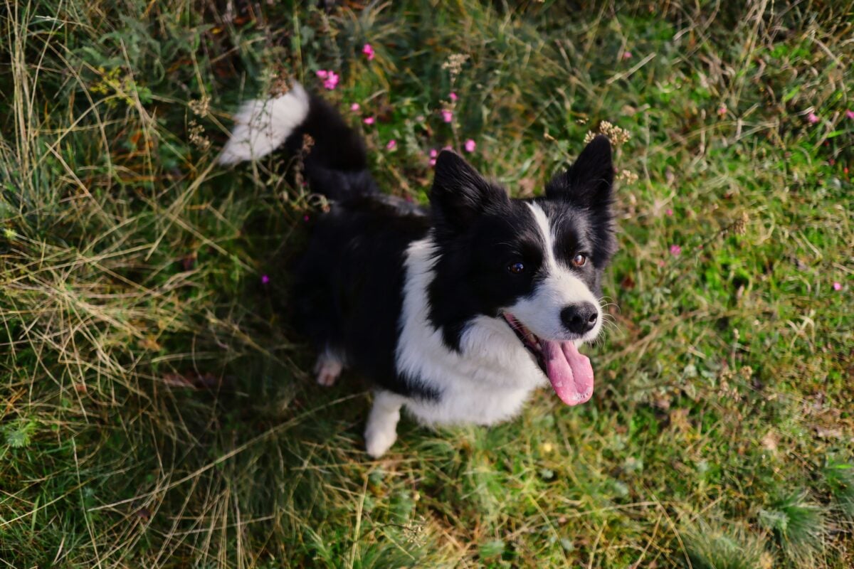 pexels 6138589 | Two Scots Abroad Adorable border collie dog sitting playfully on a grassy flower-filled meadow in summer.