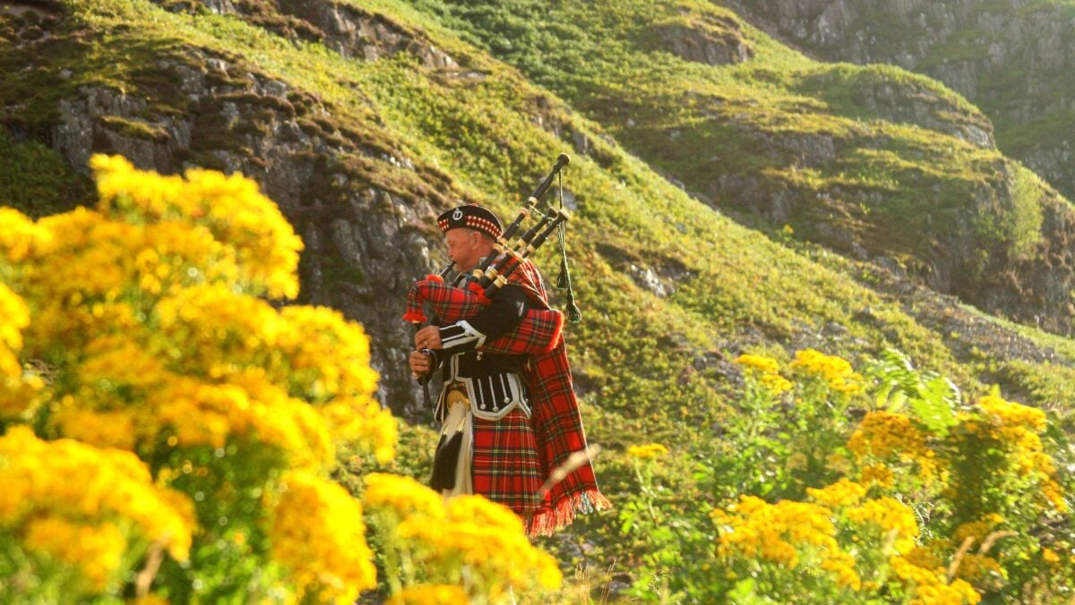 A traditional Scottish bagpiper dressed in a kilt plays amidst vibrant yellow flowers in the Highlands.