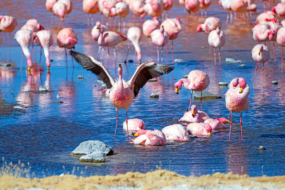 shutterstock 2699258269 | Two Scots Abroad shutterstock 2699258269 | Where to Find the World's Largest Salt Flats and How to Visit Them
