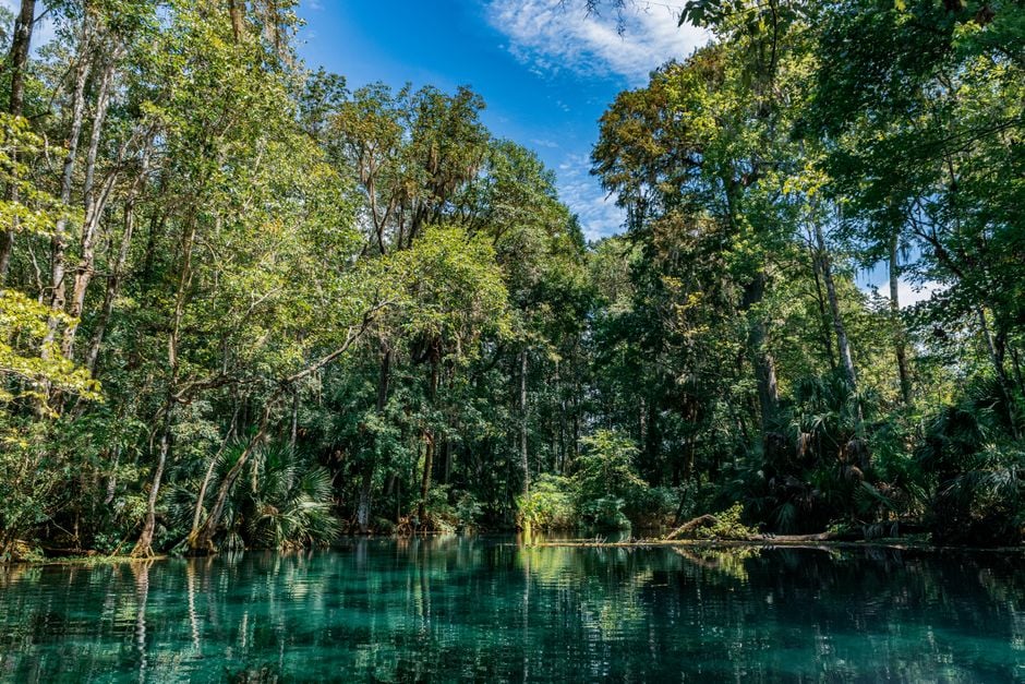 Explore the tranquil forest view at Silver Springs State Park in Ocala, Florida. Perfect for nature enthusiasts.