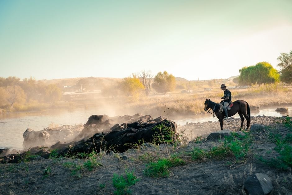 A cowboy on horseback herding cattle by a serene river in a sunlit rural landscape.