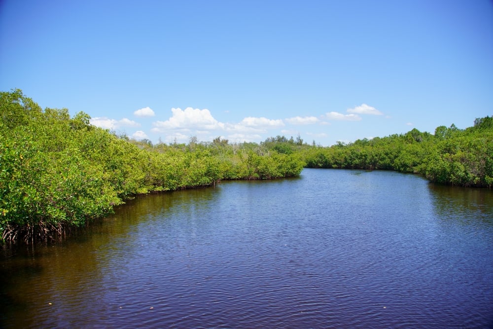 Explore Emerson Point Preserve shutterstock 2171121475 | Two Scots Abroad Explore Emerson Point Preserve shutterstock 2171121475 | Outdoor Adventures Near Bradenton: A Three-Day Plan From Cedar Run