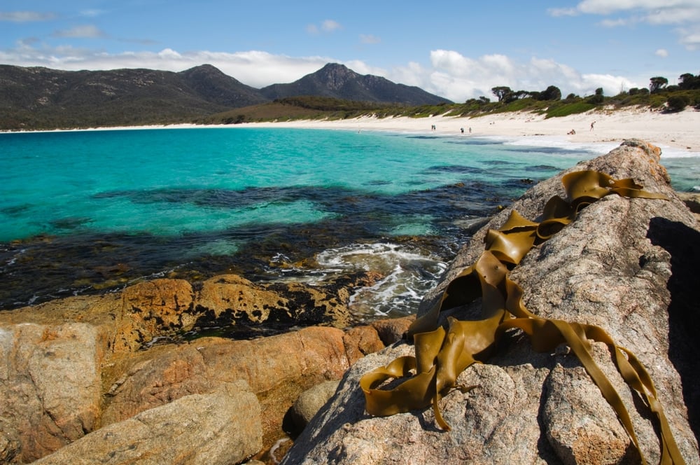 Freycinet National Park and Wineglass Bay shutterstock 2428346351 | Is Tasmania Worth Visiting? The Best Places, Experiences, and Drawbacks