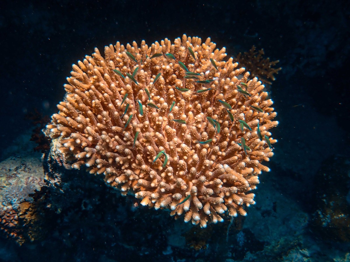 Hawaii Coral