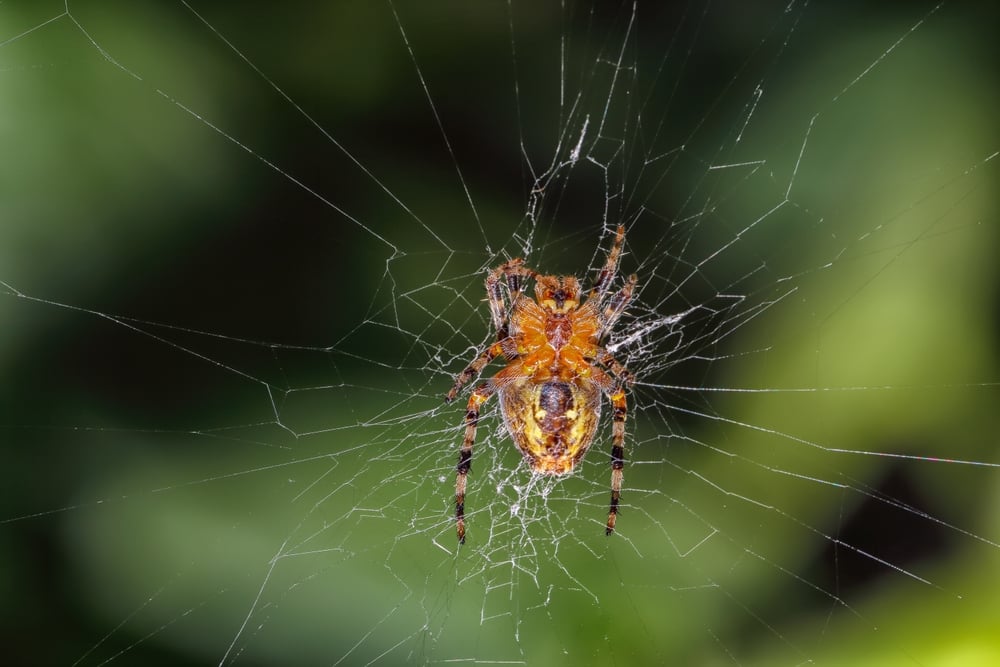 Royal Caribbean Guests Find Baby Spiders in Vehicle at Port of Galveston shutterstock 2664969681 | Royal Caribbean Guests Find Baby Spiders in Vehicle at Port of Galveston