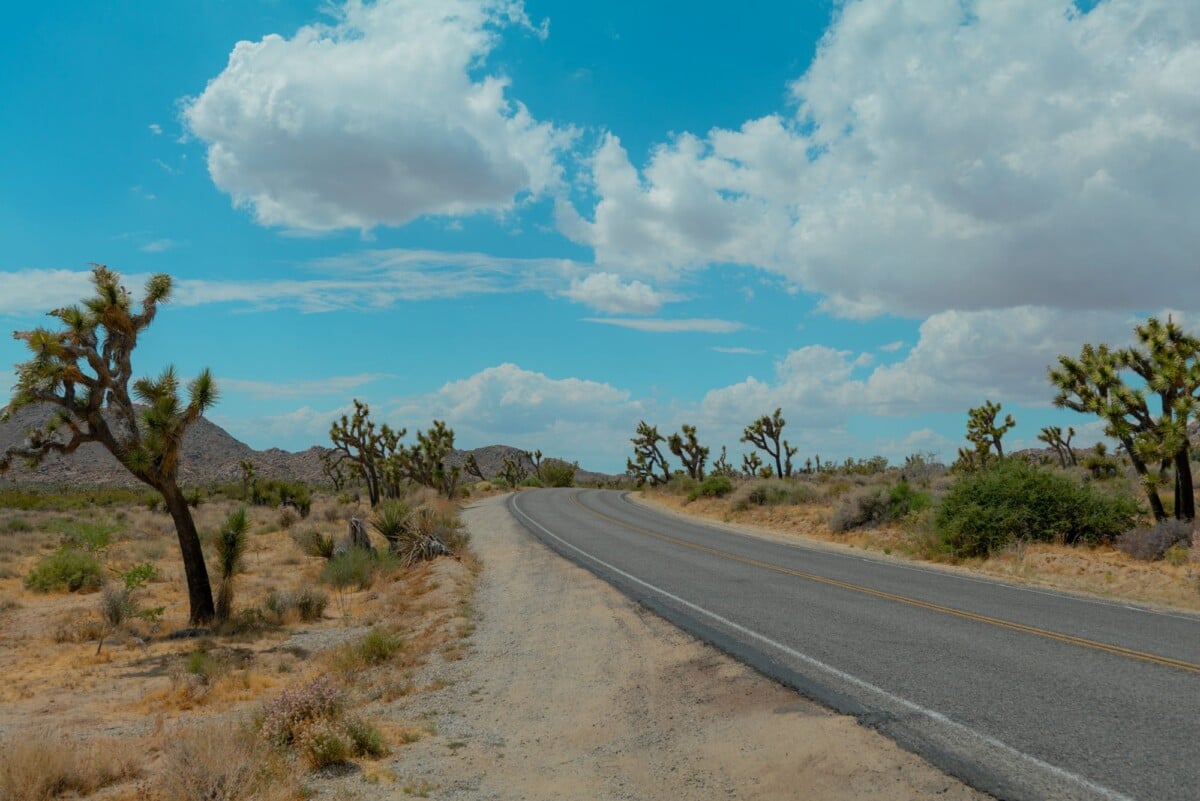 A picturesque desert road lined with Joshua trees under a vivid blue sky and fluffy clouds.