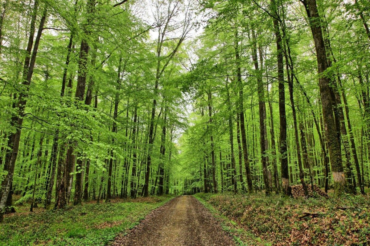 a tranquil dirt road winds through a vibrant green forest in normandy france | Two Scots Abroad A tranquil dirt road winds through a vibrant green forest in Normandy, France.