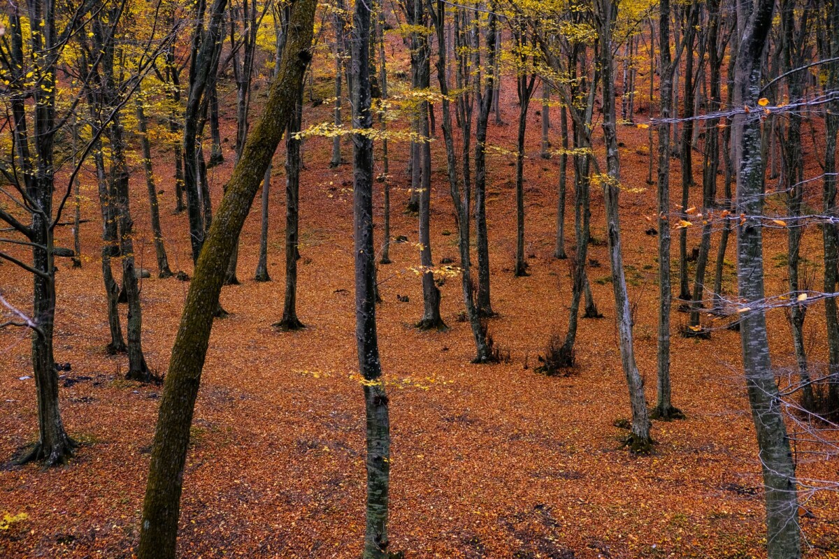 A tranquil forest scene in autumn with fallen leaves carpeting the ground, creating a warm ambiance.
