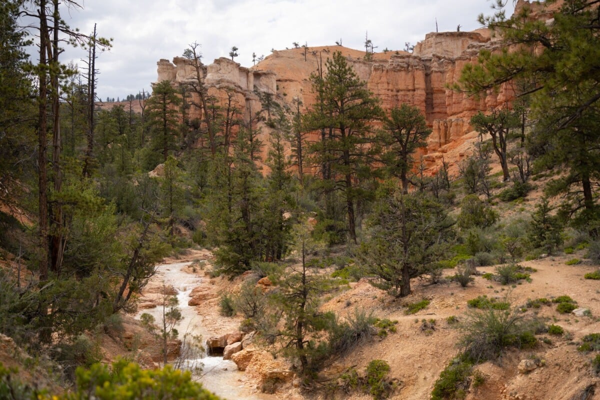 beautiful view of bryce canyons unique rock formations and vibrant forest landsc | Two Scots Abroad Beautiful view of Bryce Canyon's unique rock formations and vibrant forest landscape.