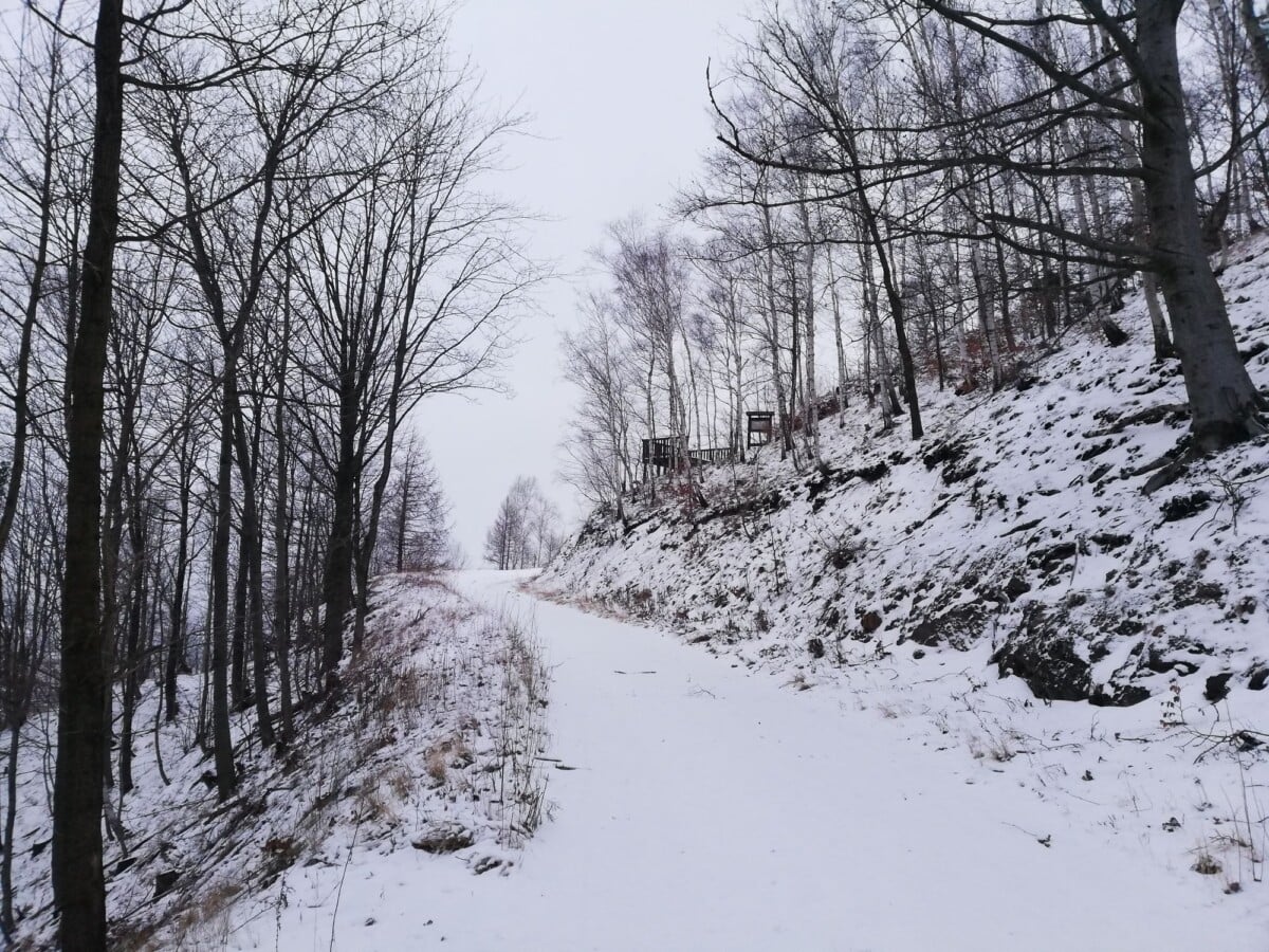 Explore a serene winter pathway through a snow-covered forest in Dolnośląskie, Poland.
