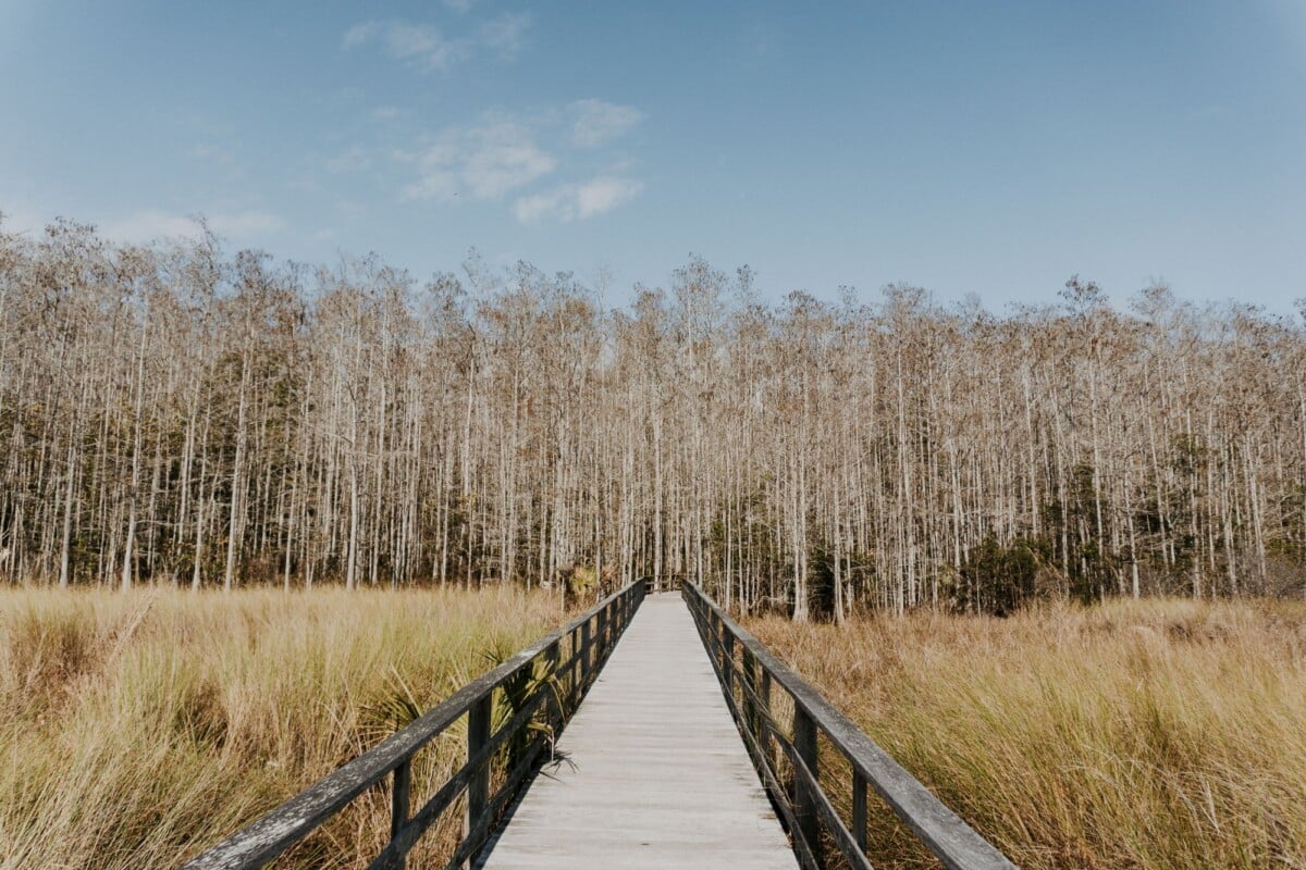 explore a serene wooden boardwalk surrounded by marshland and trees in naples fl | Two Scots Abroad Explore a serene wooden boardwalk surrounded by marshland and trees in Naples, Florida.