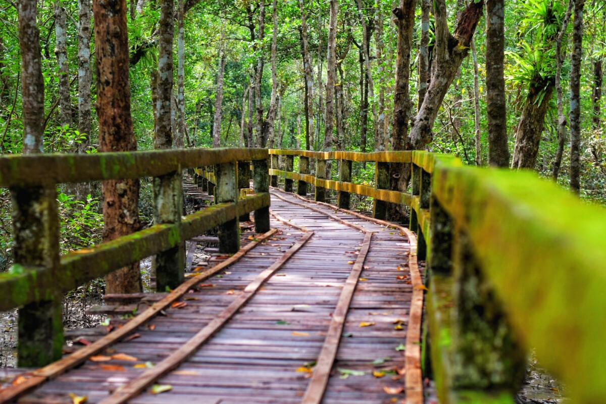 explore the scenic wooden walkway in the lush sundarbans mangrove forest banglad | Two Scots Abroad Explore the scenic wooden walkway in the lush Sundarbans mangrove forest, Bangladesh.