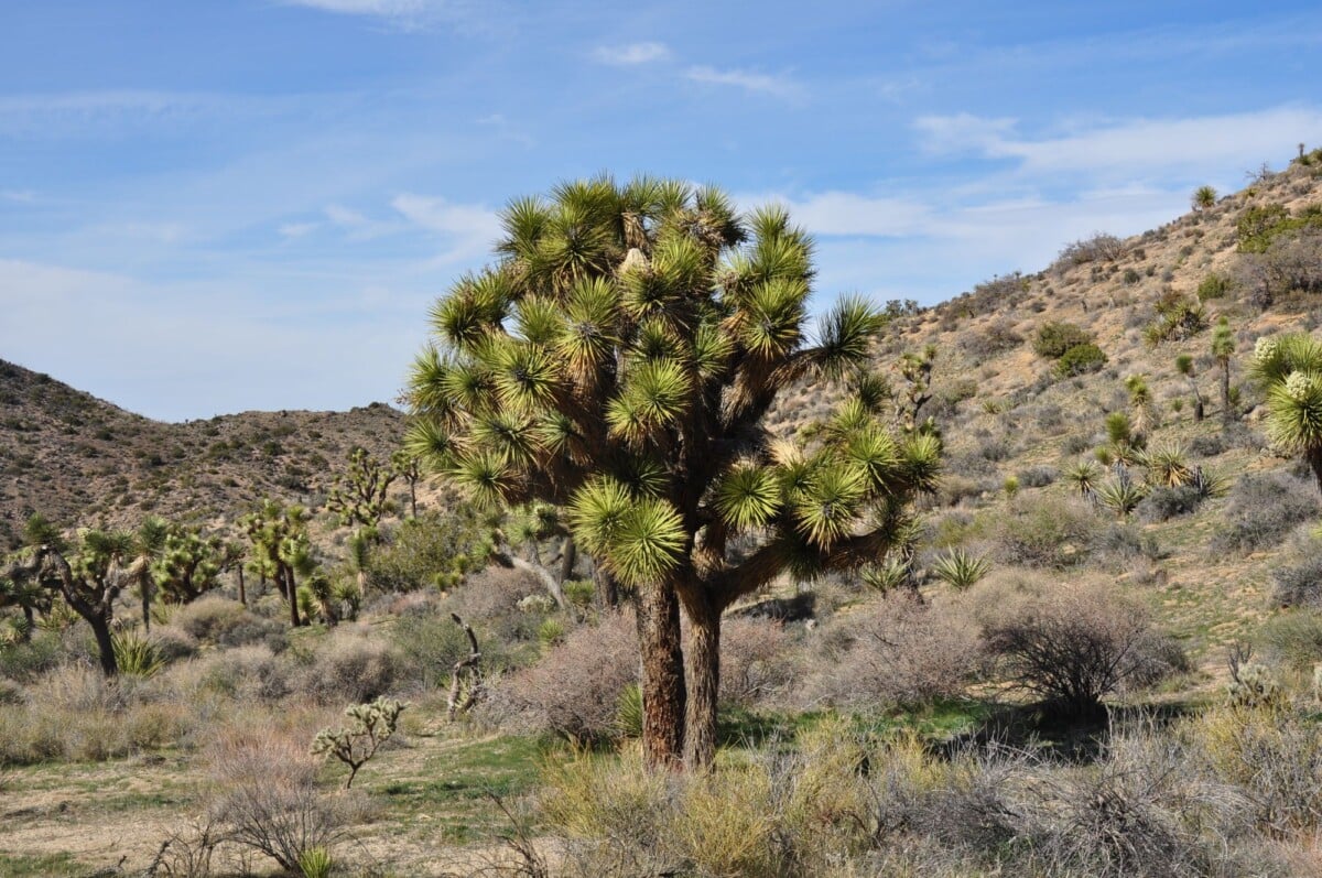 Explore the unique beauty of Joshua Tree National Park's rugged landscape.