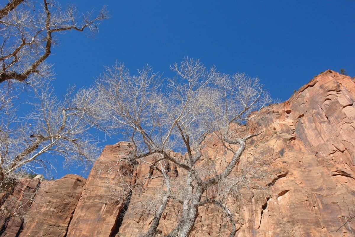leafless trees frame the towering rocky cliffs under a clear blue sky in zion na | Two Scots Abroad Leafless trees frame the towering rocky cliffs under a clear blue sky in Zion National Park.