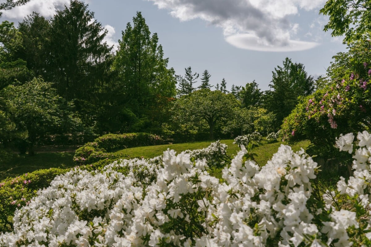 lush garden with blooming white azaleas and green trees under a bright sky | Two Scots Abroad Lush garden with blooming white azaleas and green trees under a bright sky.