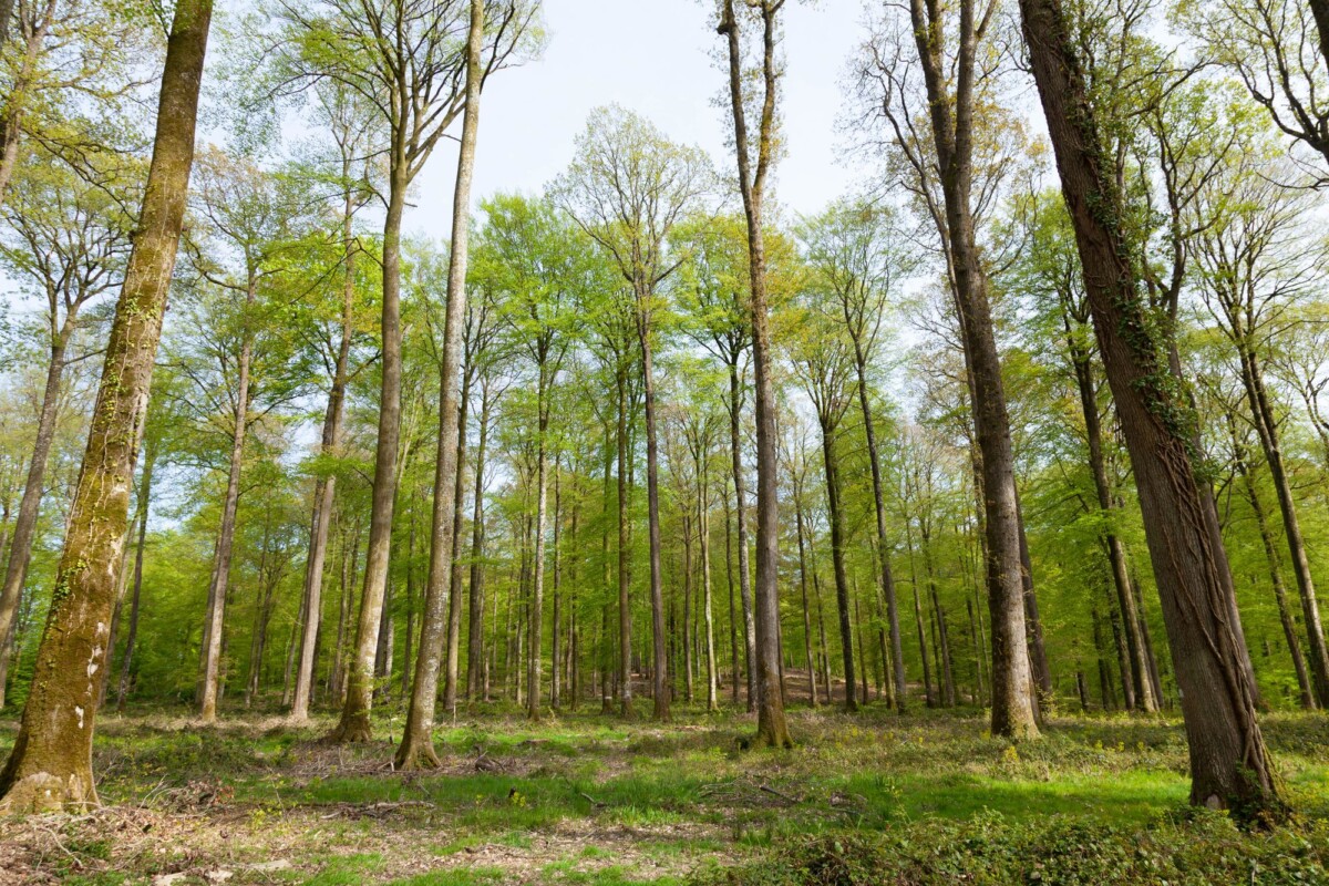 lush spring forest with tall trees in belleme normandy serene and green landscap | Two Scots Abroad Lush spring forest with tall trees in Bellême, Normandy. Serene and green landscape.