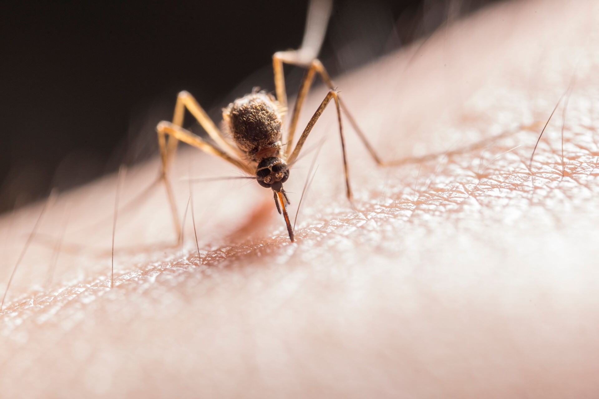 macro shot capturing a mosquito piercing skin with its proboscis highlighting it | Two Scots Abroad Macro shot capturing a mosquito piercing skin with its proboscis, highlighting its role as a pest.