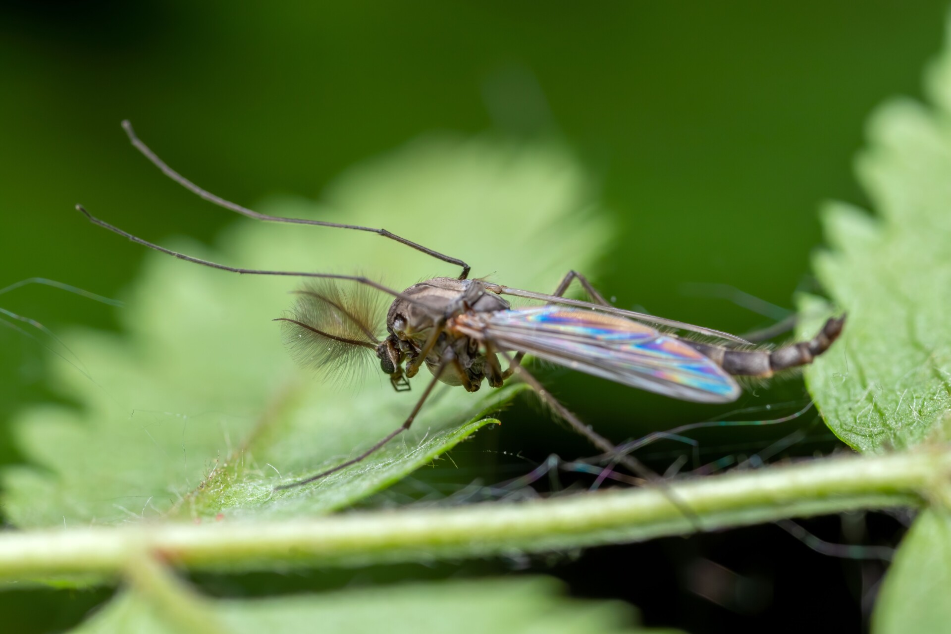 macro shot of a chironomidae midge perched on a green leaf showcasing vibrant de | Two Scots Abroad Macro shot of a Chironomidae midge perched on a green leaf, showcasing vibrant details.