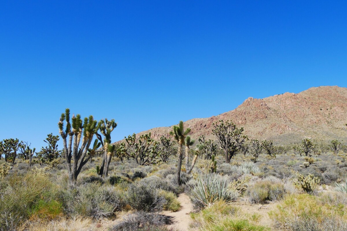 Scenic view of Joshua Tree National Park featuring iconic trees and rugged terrain under a clear blue sky.